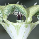 The Giant Ceropegia smells like a bee under attack, which flies find irresistible. (Image: Gernot Kunz)
